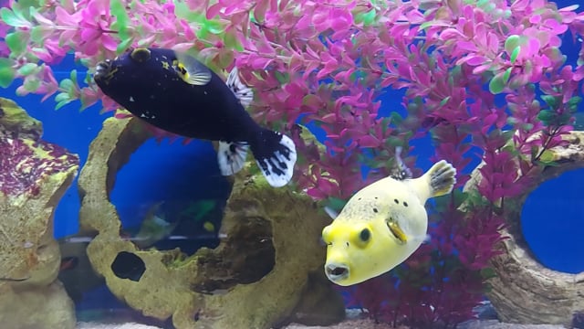 Midnight Dalmatian puffer WYSIWYG 9 video