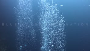 0804_Air bubbles rising to the surface along coral reef