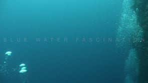 1891_Air bubbles rising to ocean surface