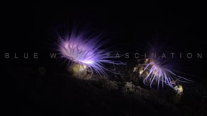 0135_two pink fluorescent sea anemones at night