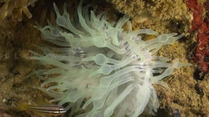 0188_White bubble sea anemone underwater
