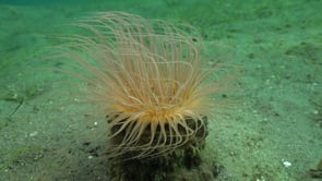0194_Sea anemoe on ocean floor