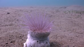 0203_Pink sea anemone on ocean floor