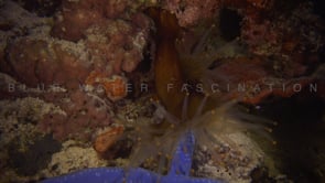 0427_Orange sea anemone catching blue starfish