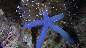 0428_White sea anemone feeding on blue starfish