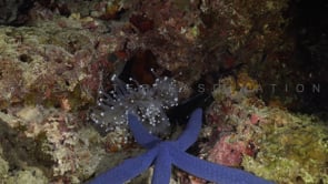 0448_White sea anemone catching blue starfish at night