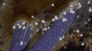 0449_White sea anemone battle blue starfish close up
