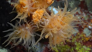 0451_Orange sea anemone on coral reef at night