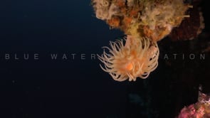 0695_Small sea anemone in strong underwater current