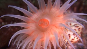 0696_Sea anemone super close up