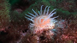 0697_Sea anemone on coral reef