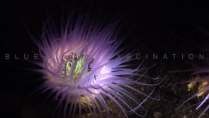 0699_Vivid purple sea anemone at night