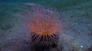 0802_vivid sea anemone with glass fishes