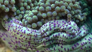 0807_sea anemone with purple spots