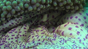 0808_sea anemone with purple spots close up
