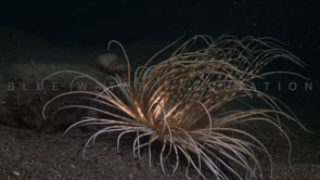 0835_brown sea anemone at night