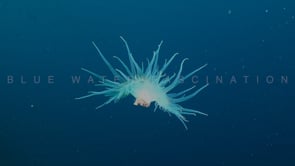 0901_sea anemone drifting in ocean