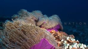 0951_purple sea anemones in strong current