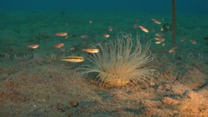 1444_Sea anemone and cardinalfish