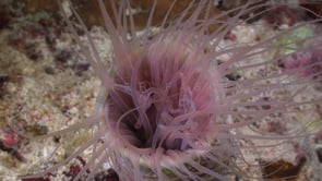 1716_pink anemone close up