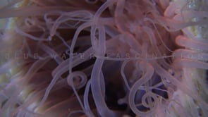 1717_pink sea anemone super close up