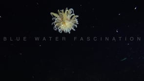 1734_sea anemone free swimming in open ocean at night