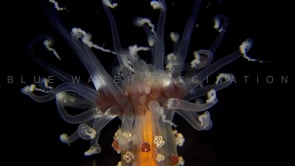 1736_sea anemone close up on coral reef at night