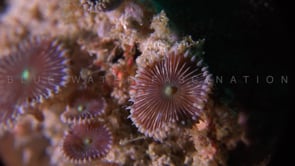 2060_Sea anemone close up at night