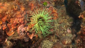 2105_Vivid sea anemone on coral reef