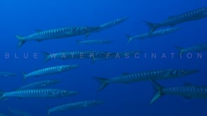 0601_Barracudas passing close up in blue ocean
