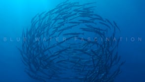 0674_Barracudas swimming in big circle