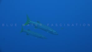 1464_Two pickhandle barracudas close up in blue ocean