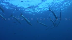 1465_shoal of barracudas passing in blue ocean 