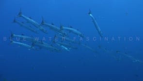 1466_Group of barracudas swimming in blue ocean
