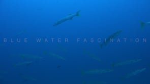 1467_Shoal of pickhandle barracudas swimming in blue ocean
