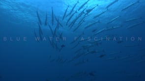 1468_Group of barracudas swimming in blue ocean