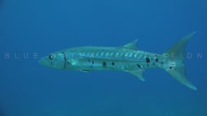 1469_single great barracuda close up