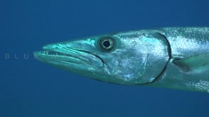 1470_Great barracuda super close up