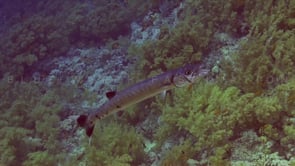 1523_Great barracuda getting cleaner by cleaner fish