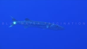 1524_Great barracuda close up in blue ocean