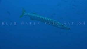 1630_Single pickhandle barracuda close up in ocean
