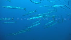 1635_Shoal of barracudas passing slowly in front of camera
