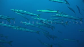 1638_Barracudas passing close in open ocean