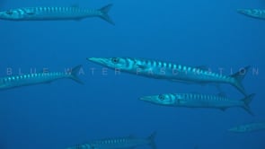 1643_Barracudas super close up in blue ocean