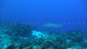 2083_Great barracuda swimming over coral reef