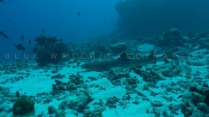 2527_Whitetip reef shark resting on coral reef