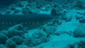 2529_Whitetip reef shark resting close up on coral reef