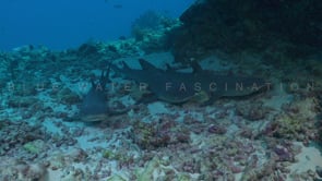 2530_Whitetip reef sharks resting and swimming on coral reef