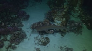 2531_Whitetip reef shark swimming over coral reef at night