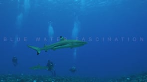 2502_Blacktip reef shark swimming in blue ocean